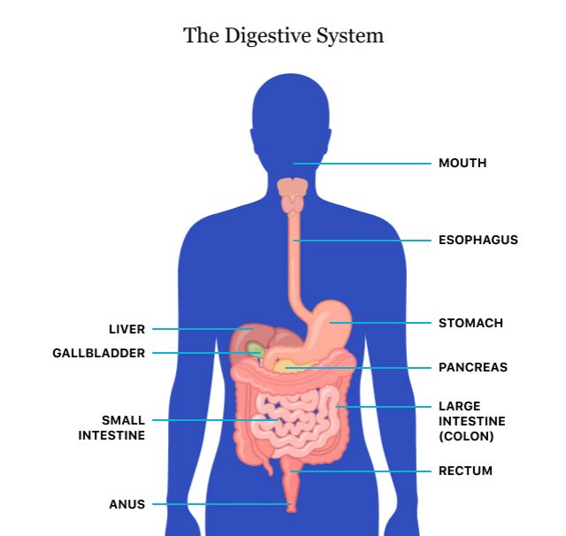 Digestive health and digestive disorders