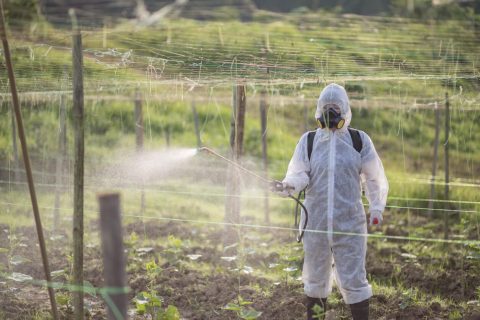 Farmer with protective suit manual pesticide sprayer on their plantation